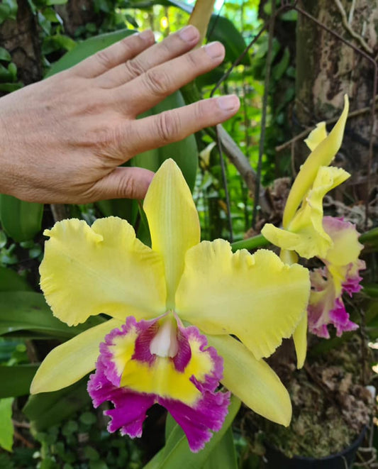 How to make Vermi-Tea for Orchids